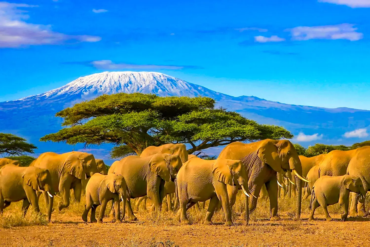 Afrique du Sud