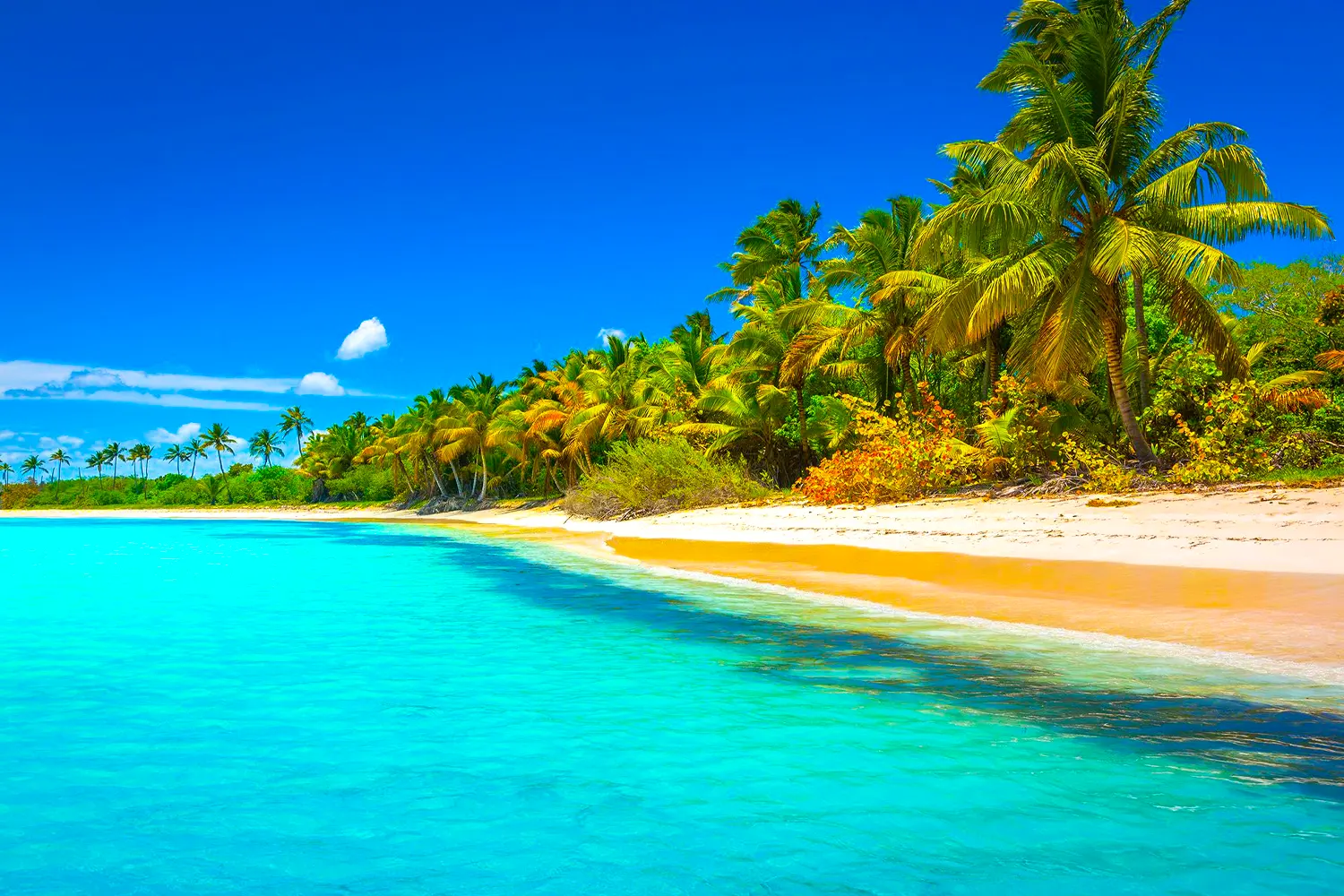 Tropical Sea