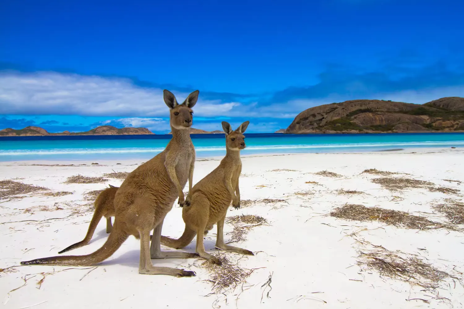 KANGAROO ISLAND, AUSTRALIA