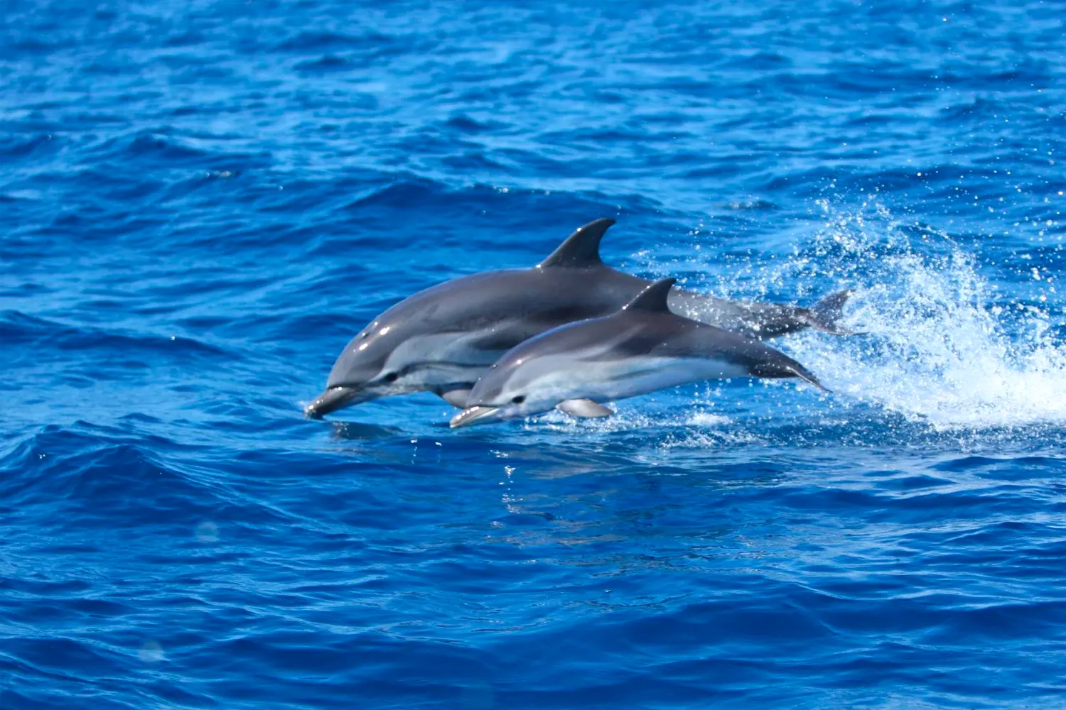 Pelagos Sanctuary